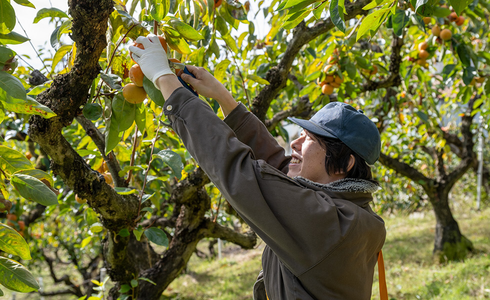 富有柿の収穫